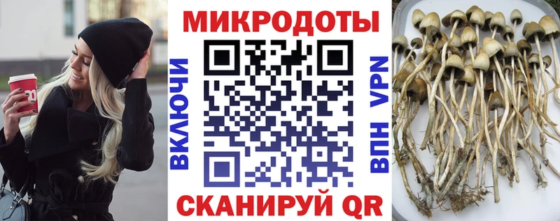 купить  цена  Гаврилов-Ям  kraken как войти  Галлюциногенные грибы мицелий 